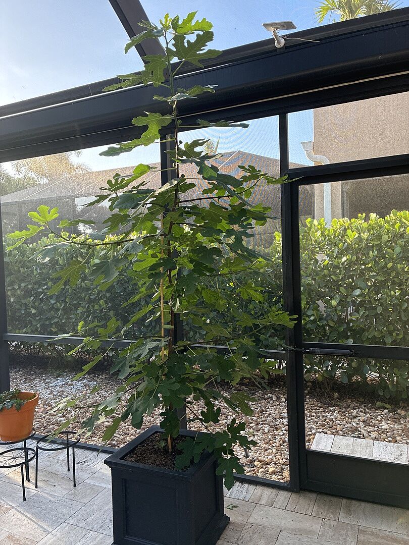 Awesome Fig tree