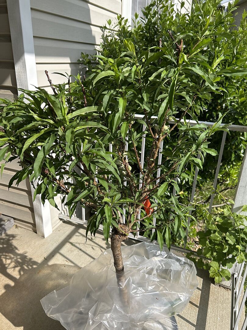 Don’t hesitate buy it