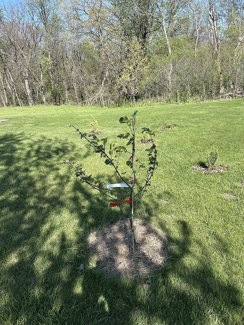 Both Redbuds are Great