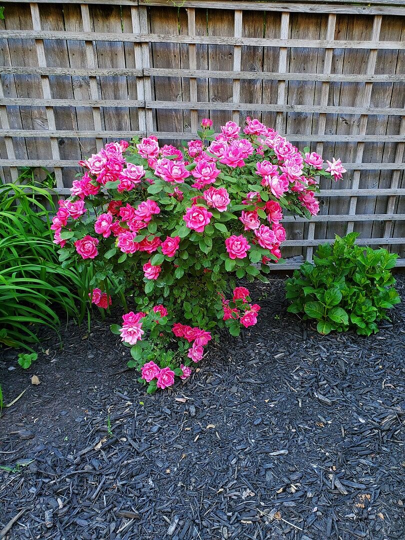 Very hardy but beautiful