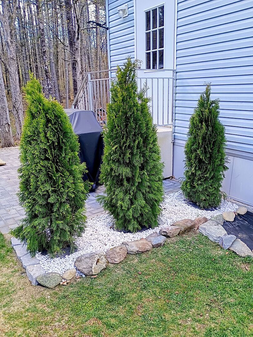 Green Arborvitae