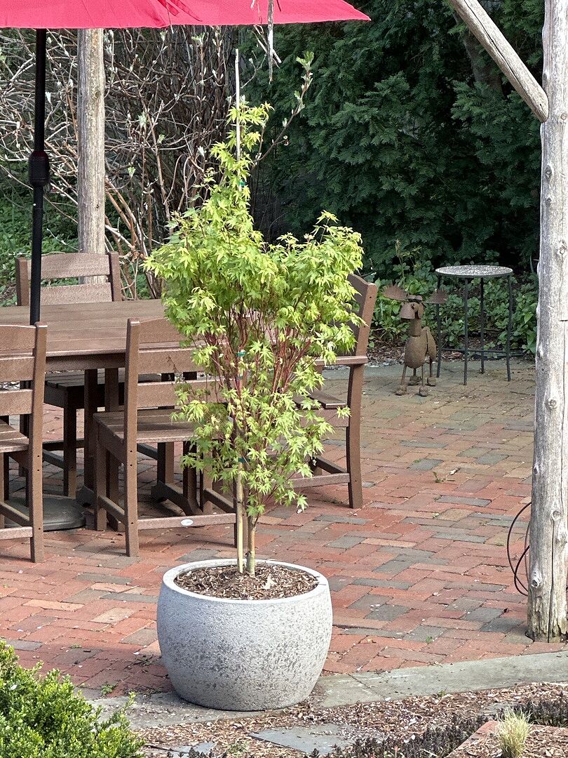 Beautiful specimen at affordable price