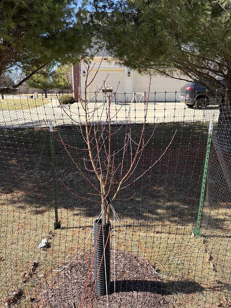 Fruiting in less than a year!