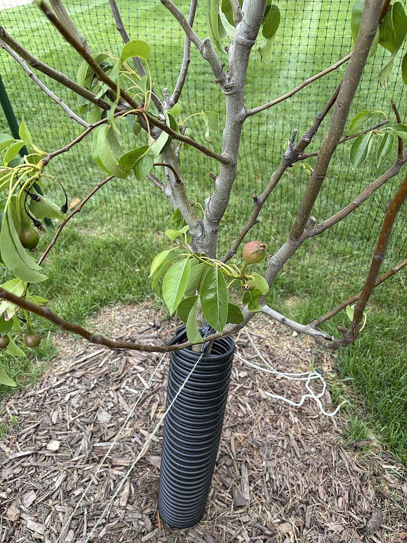 The tree came healthy, but