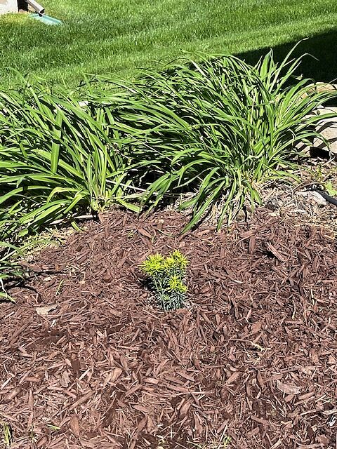 I wanted a low maintenance and hardy upright yew