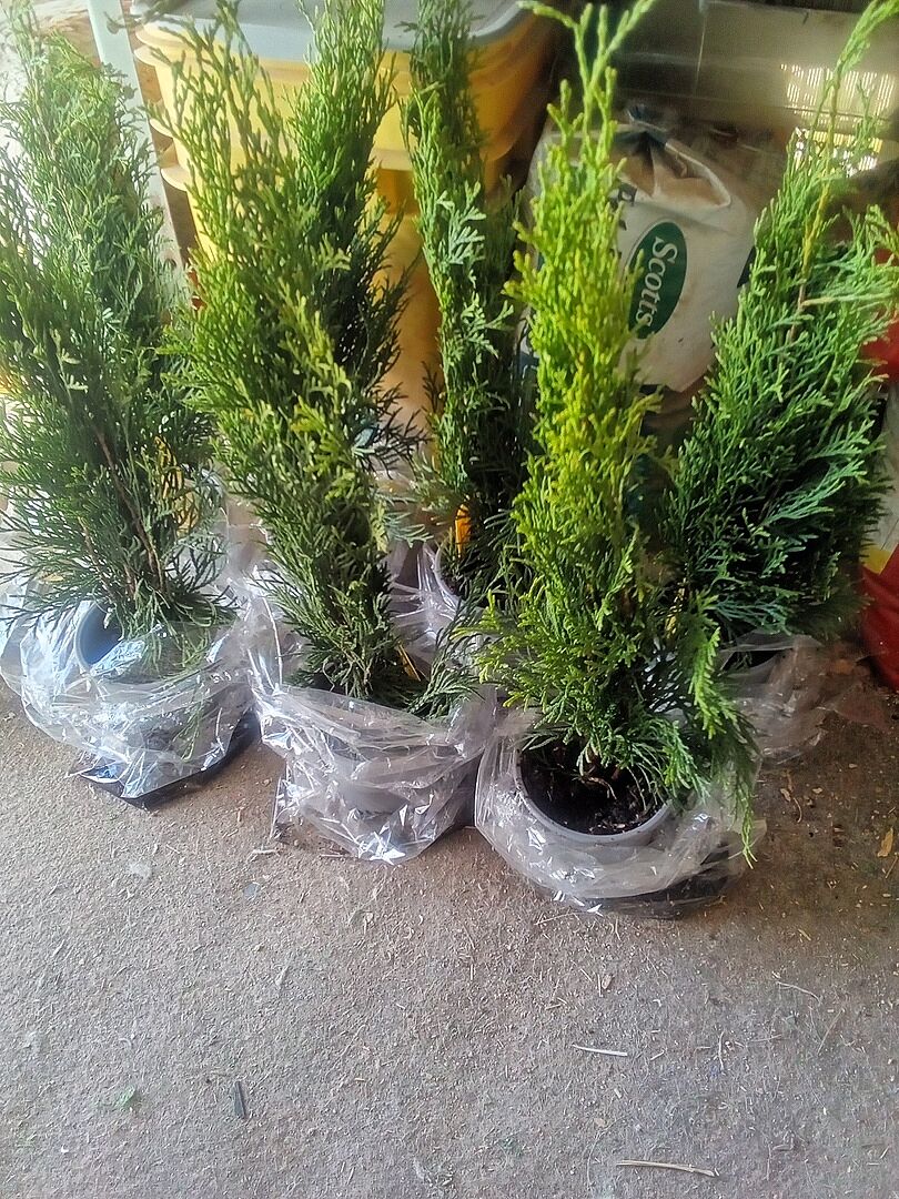 The Emerald Green Arborvitae arrived