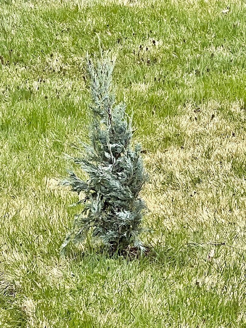 Juniper Wichita blue tree