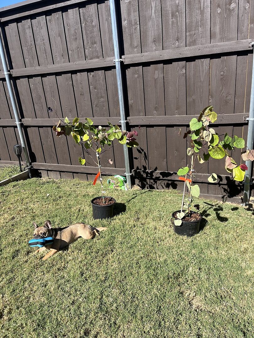Flame Thrower after 7mths