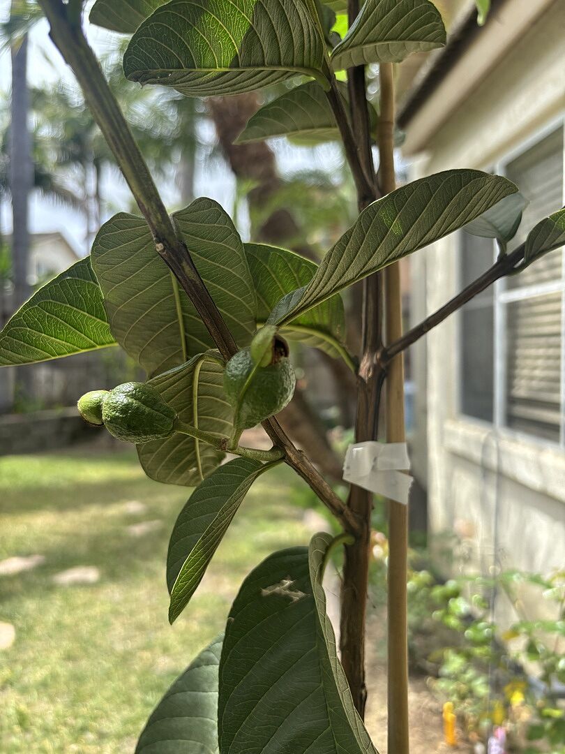 Beautiful Ruby Supreme Guava Tree