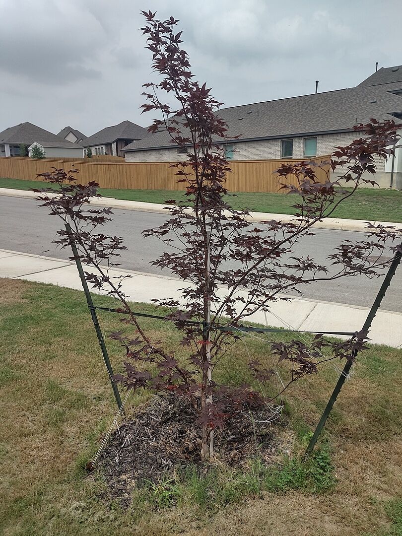 Love my Bloodgood Japanese Maple!