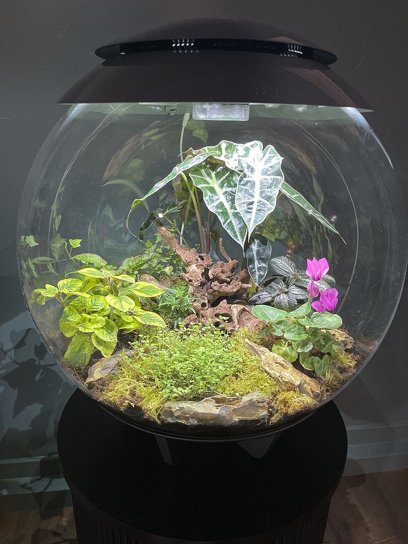 biOrb AIR 60 Terrarium: Automated Terrarium for Plants