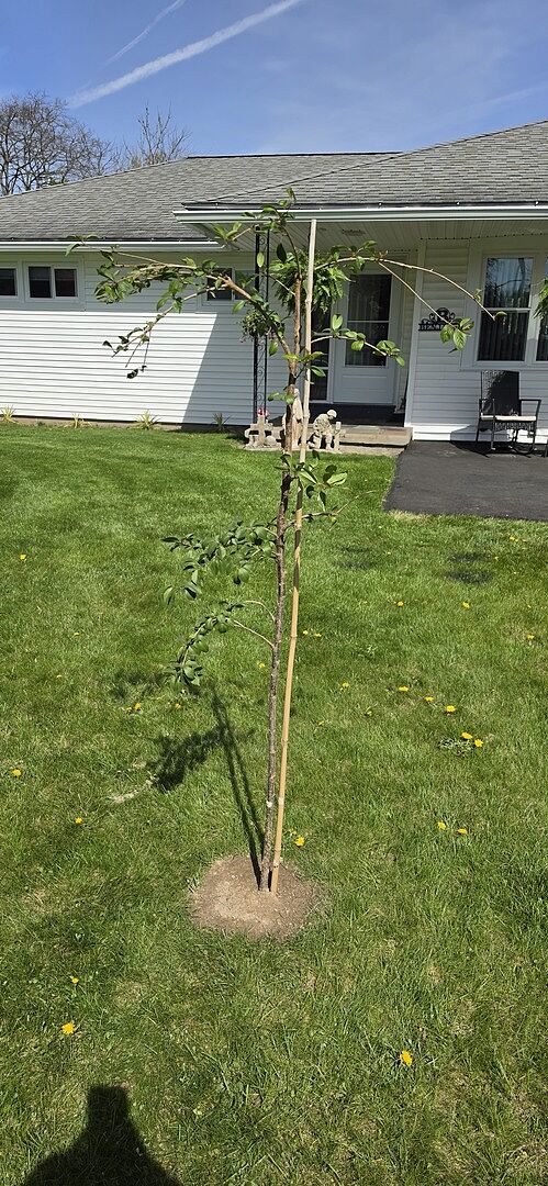 Snow Fountains Weeping Cherry Tree