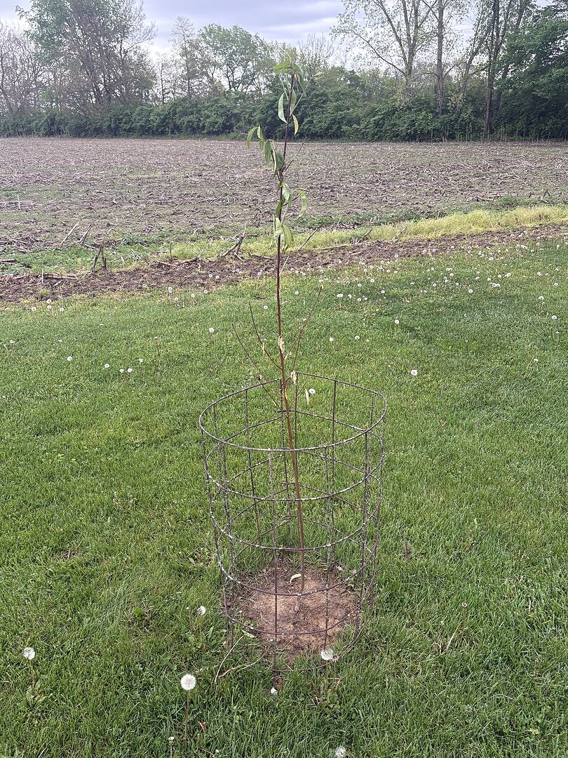 Planted the day they were