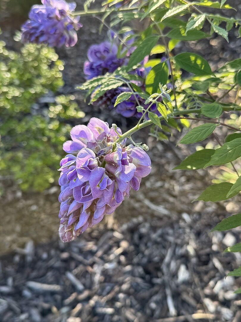 Amethyst Falls