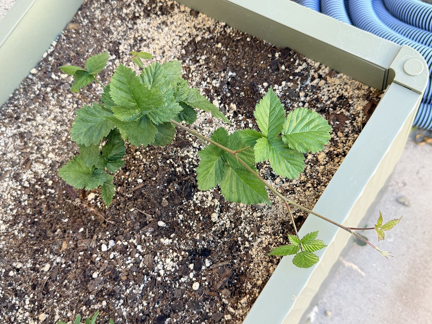 Beautiful plants arrived healthy, ready to grow!