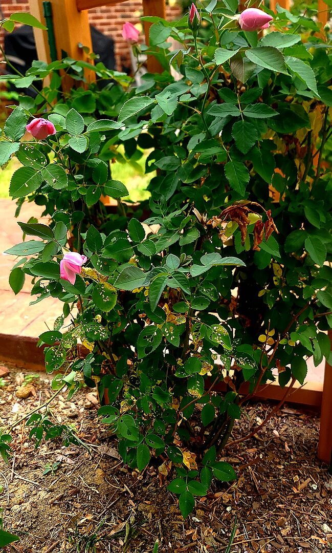 Fabulous Climbing Roses!