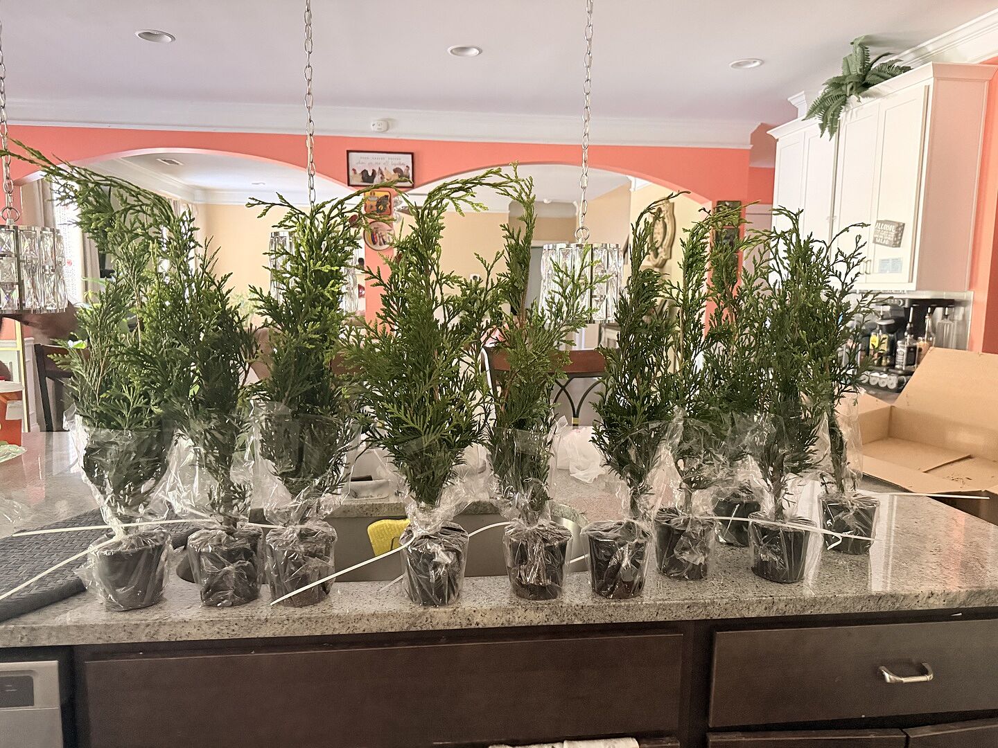 I love my trees. They