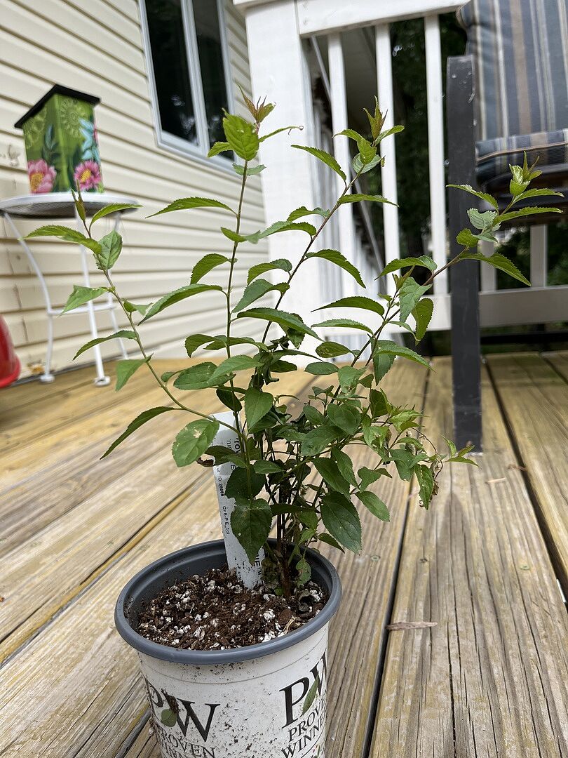 Easy as pie cherry bush review