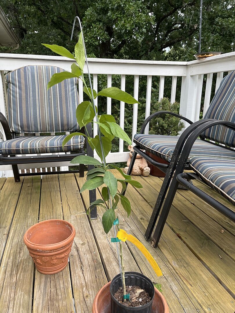 Meyer lemon tree