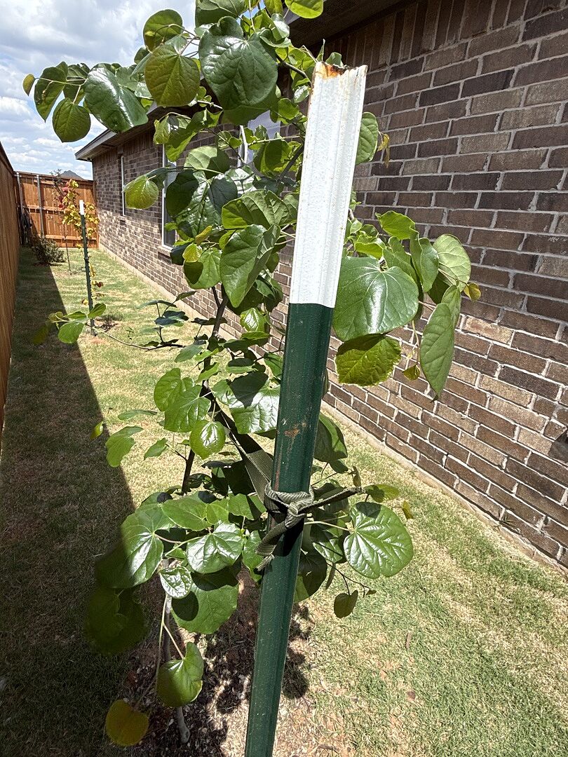 Healthy and happy after planting