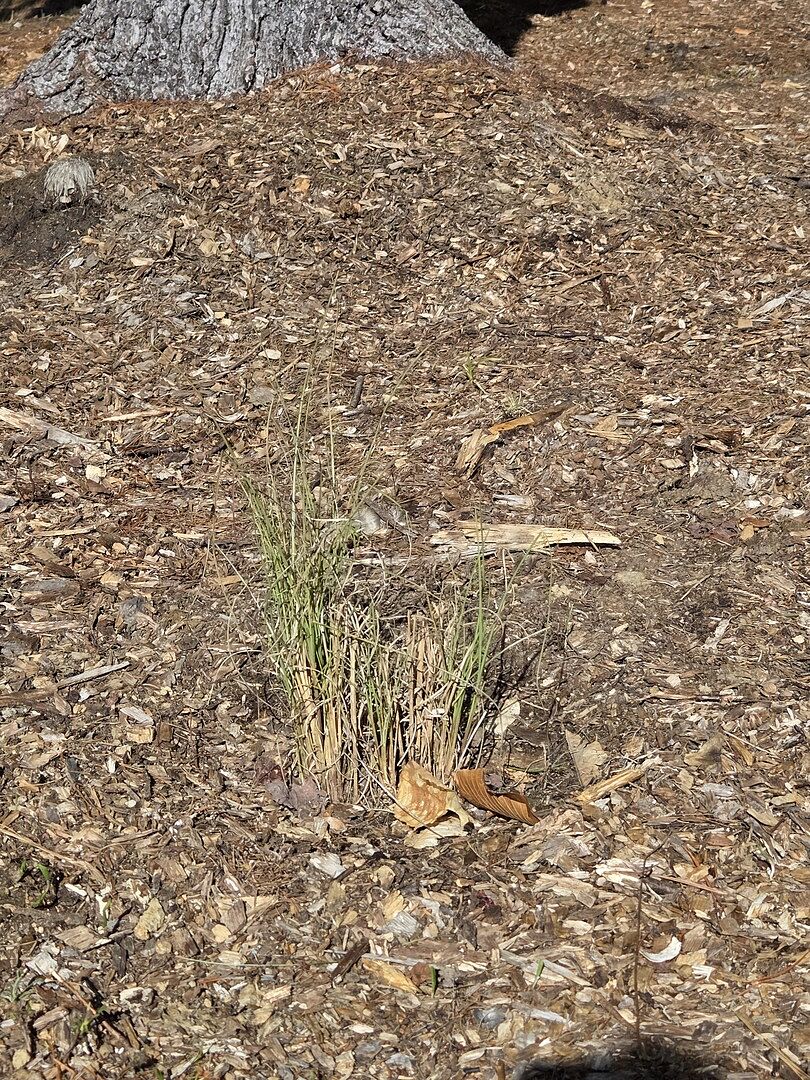 My new grasses