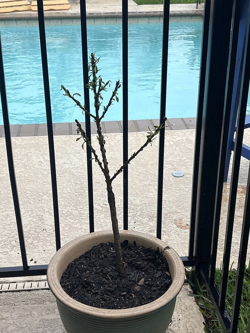 Bonanza peach tree