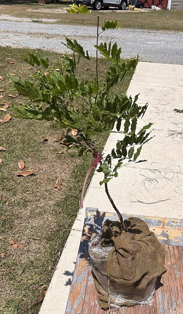 Beautiful young plant