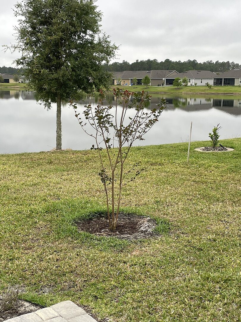 Scarlet Crape Myrtle