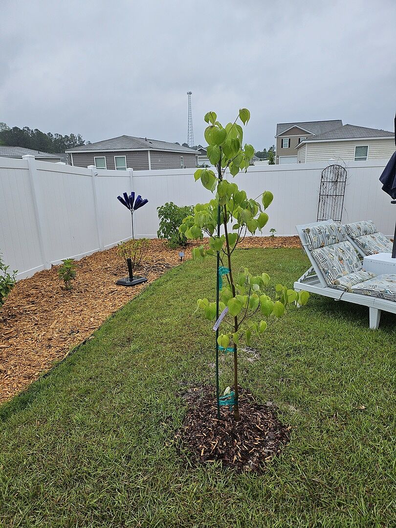 I love my kousa dogwood