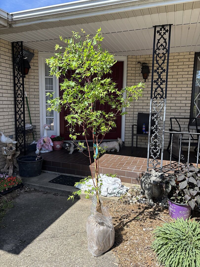 Beautiful Tree 7ft