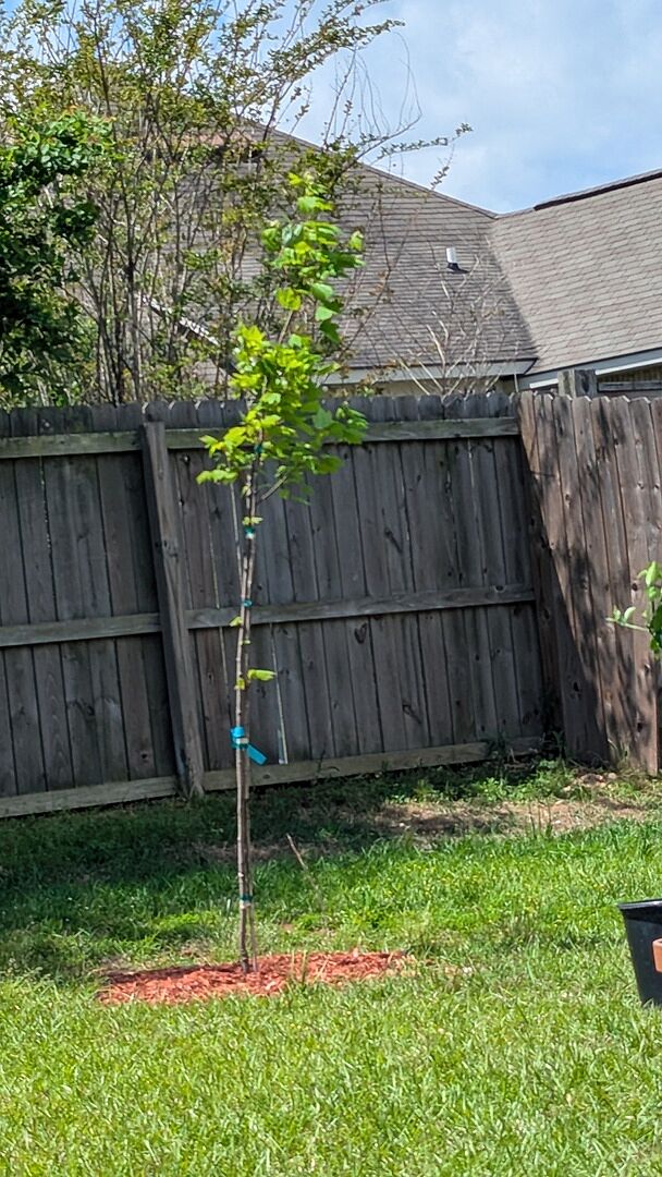 6-7 foot Red Maple
