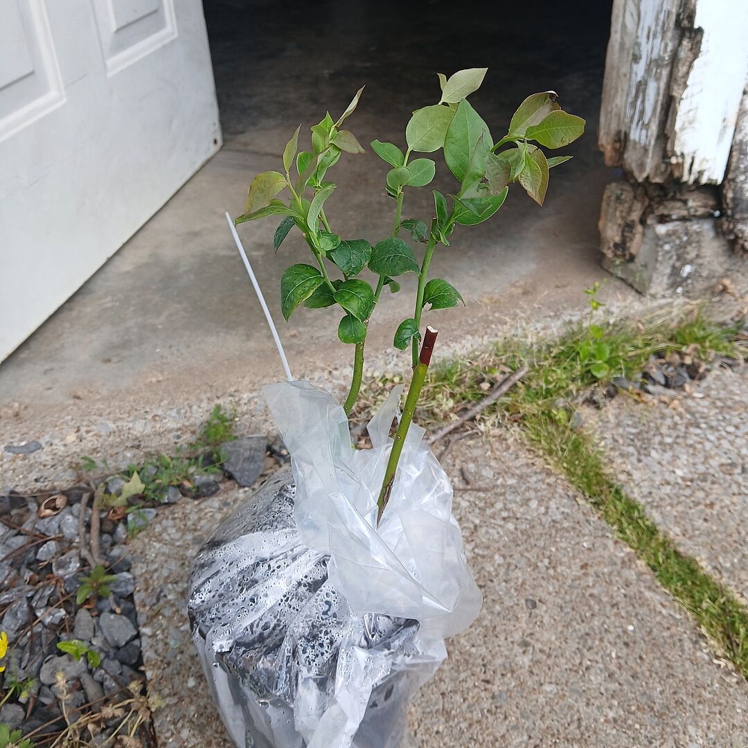 Sweetheart blueberry bushes arrived healthy.