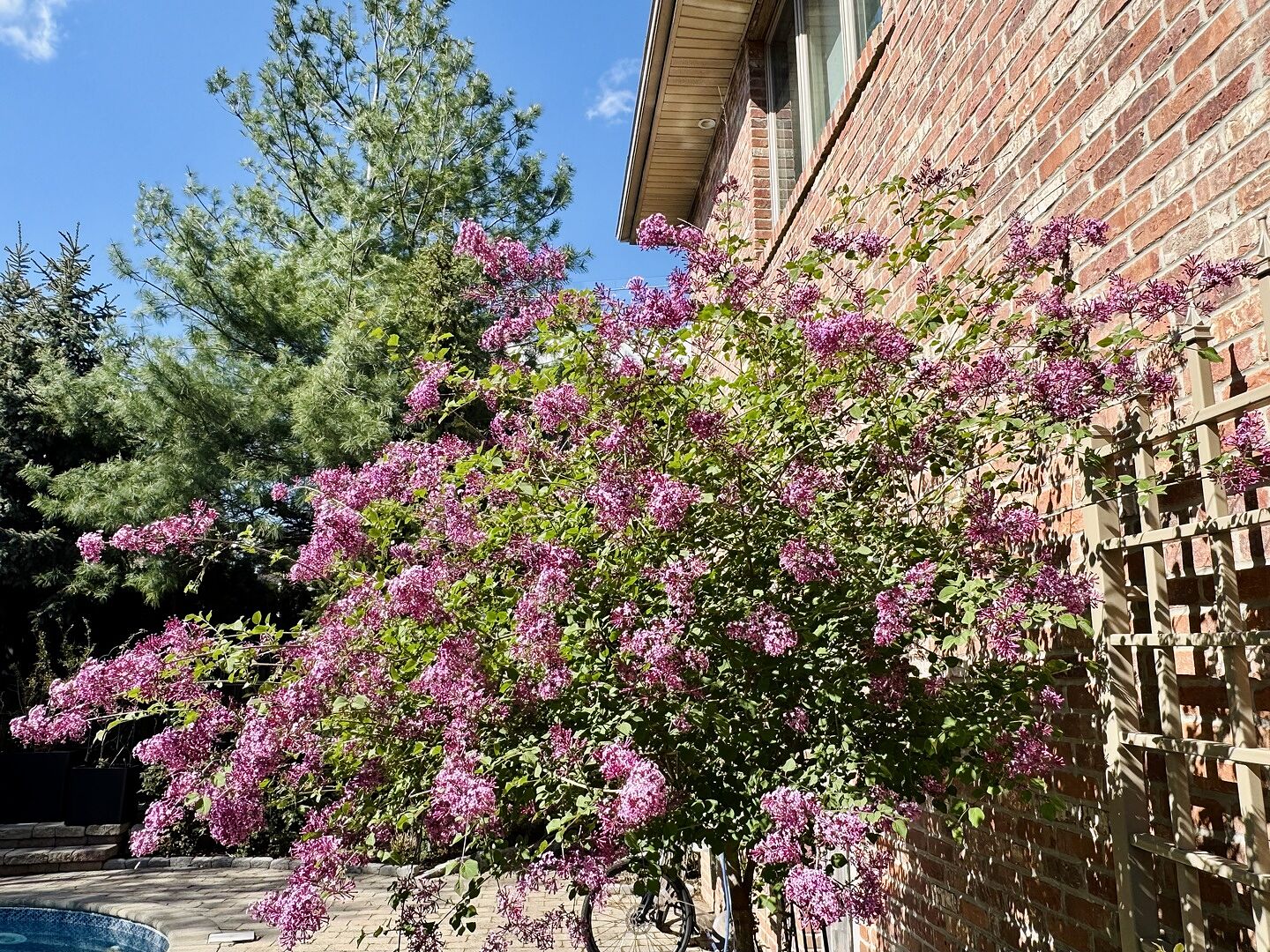 Stunning Lilac Trees with Incredible Fragrance