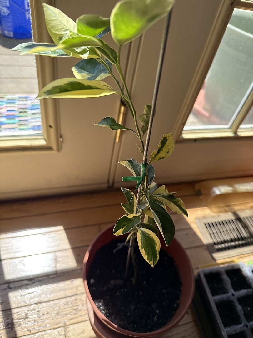 Variegated calamondin plants