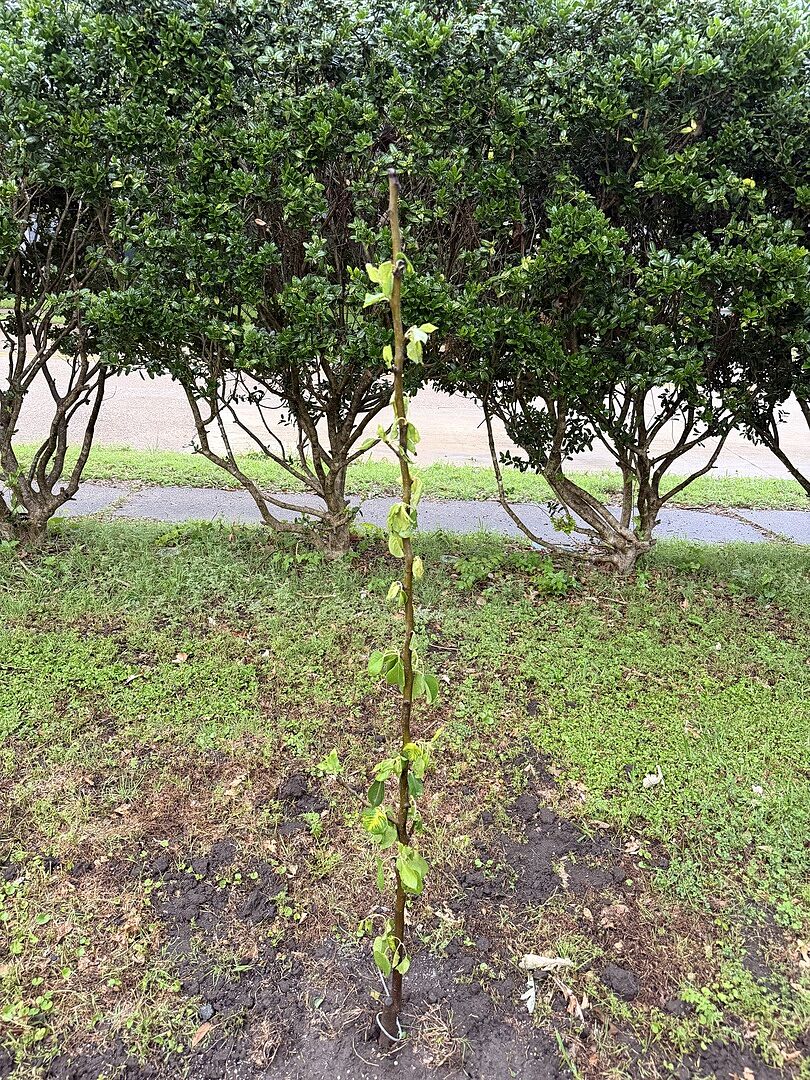 Replacement trees healthy and whole