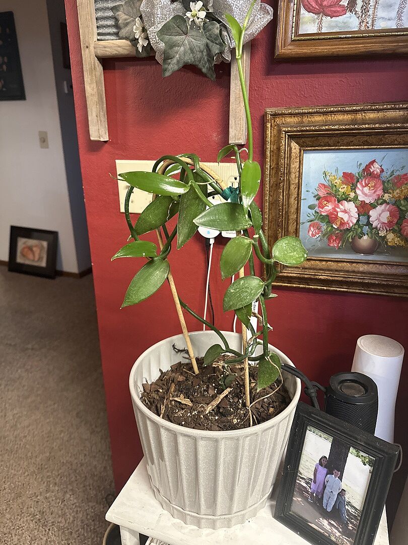 I haven’t killed it