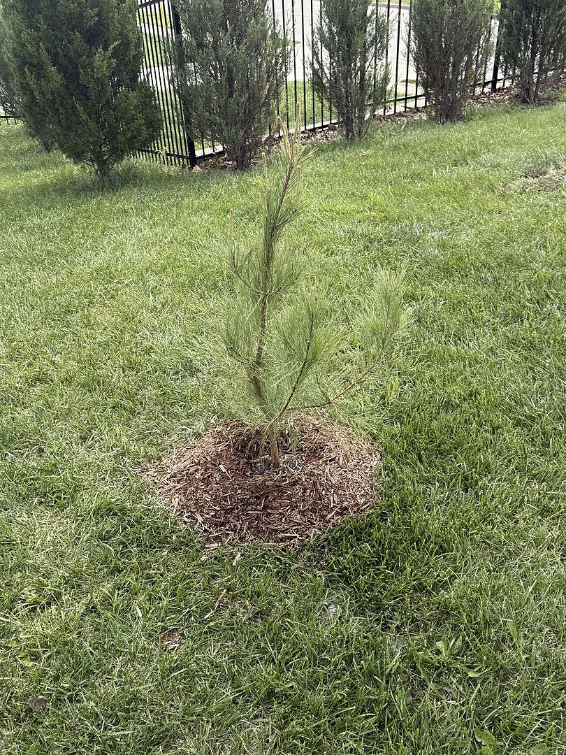Perked the plants right up