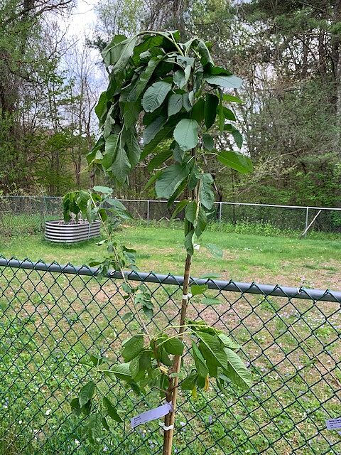 This tree arrived looking robust