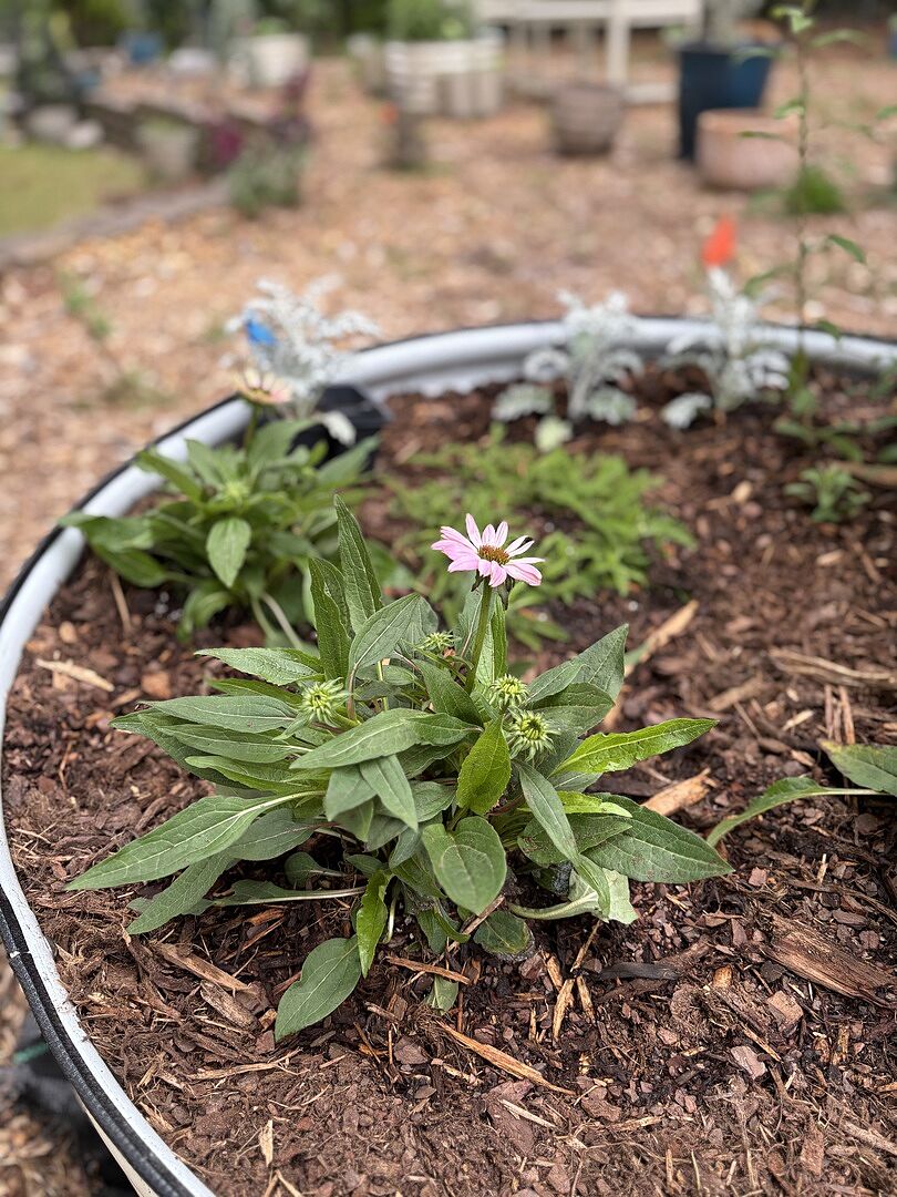 Arrived healthy and full of blooms