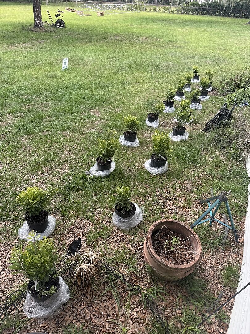 Wax Myrtle Trees - 3 Gallon