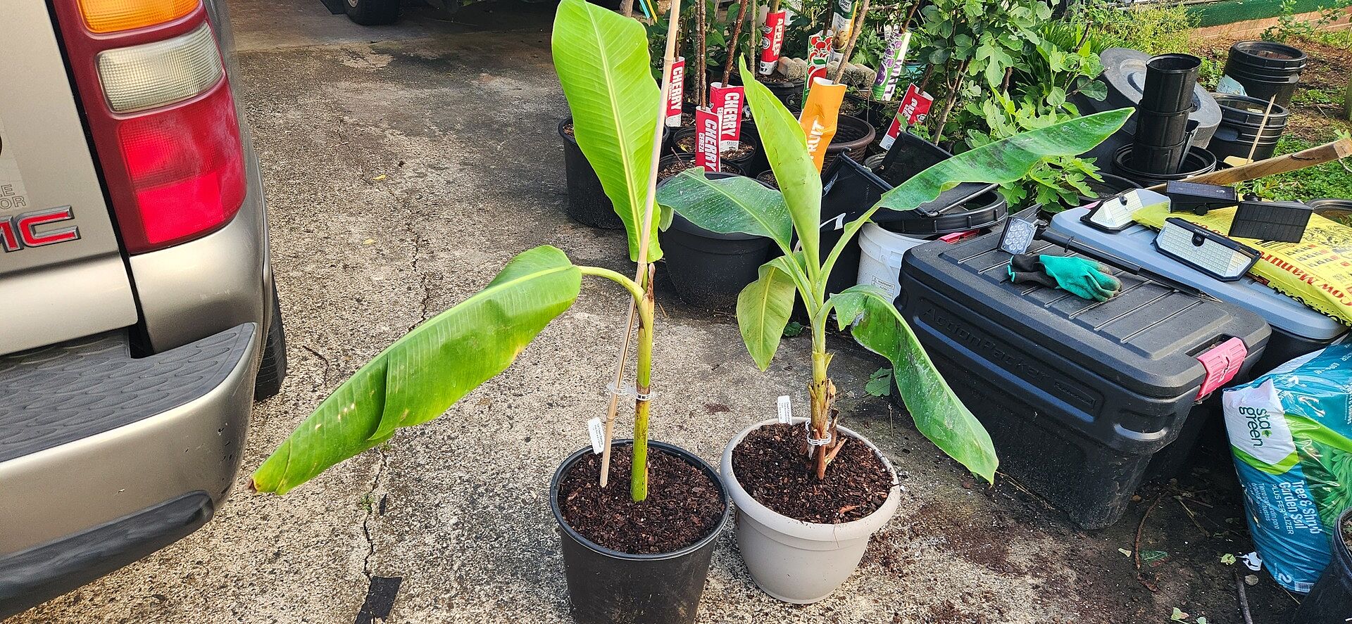 Holy Bananas