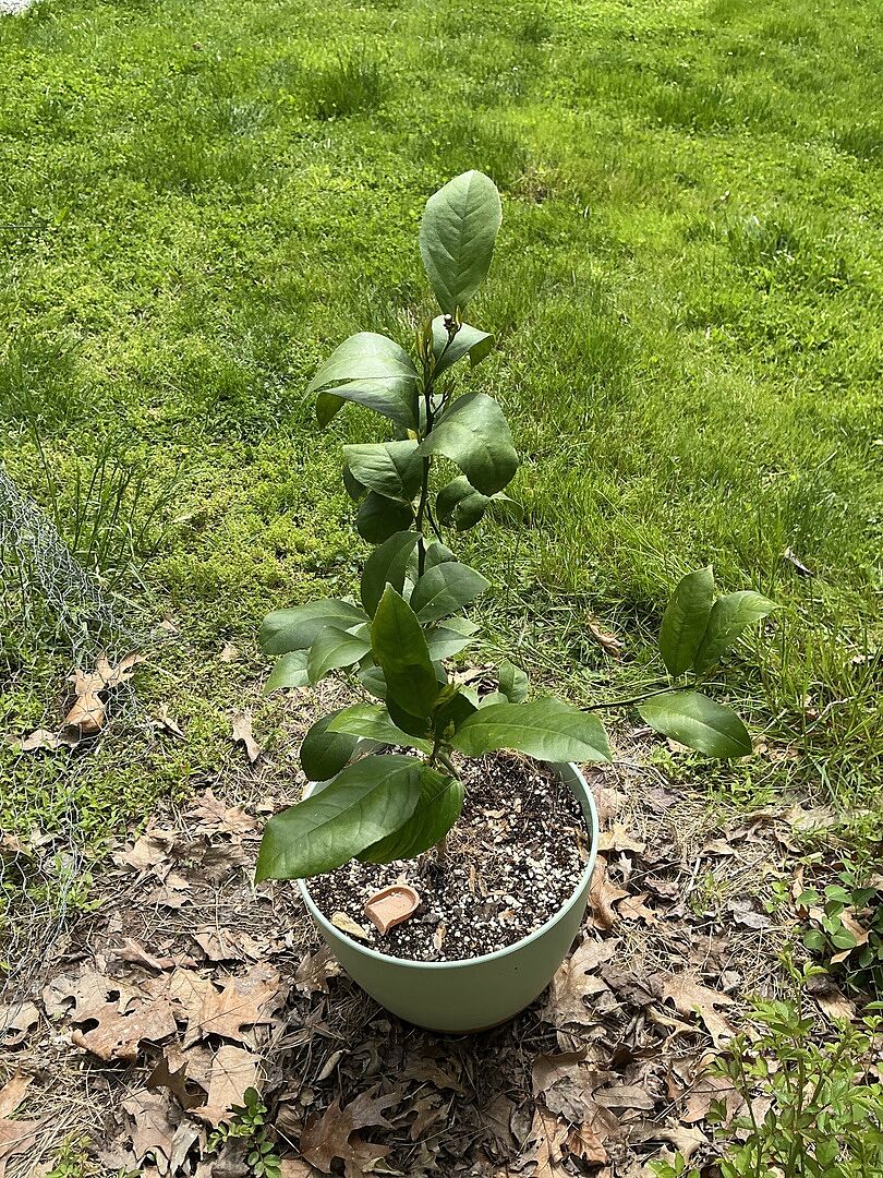 Meyer lemon