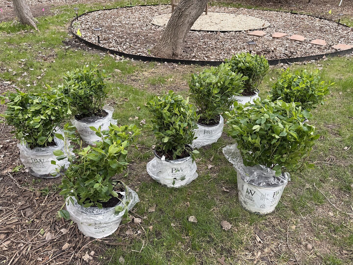 Healthy happy shrubs
