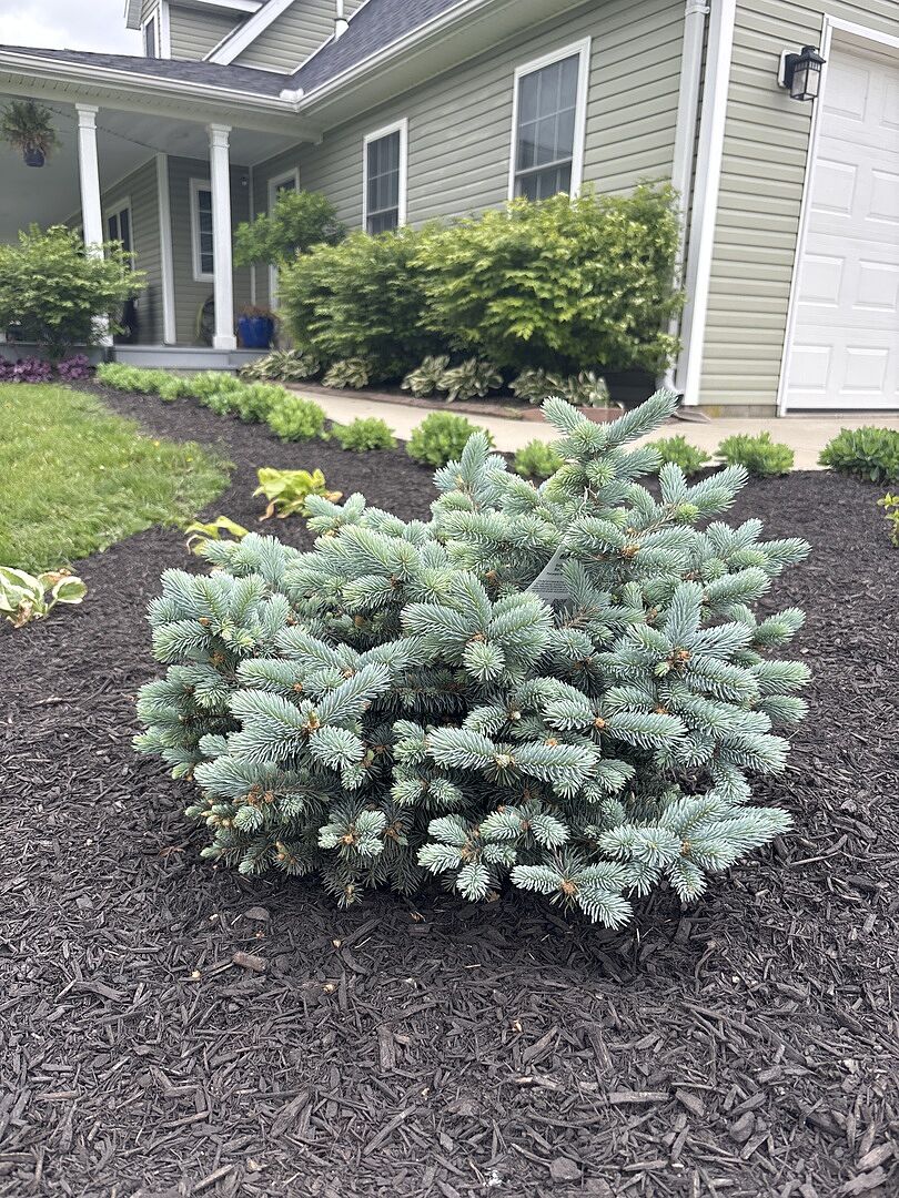 Young tree excited to grow!
