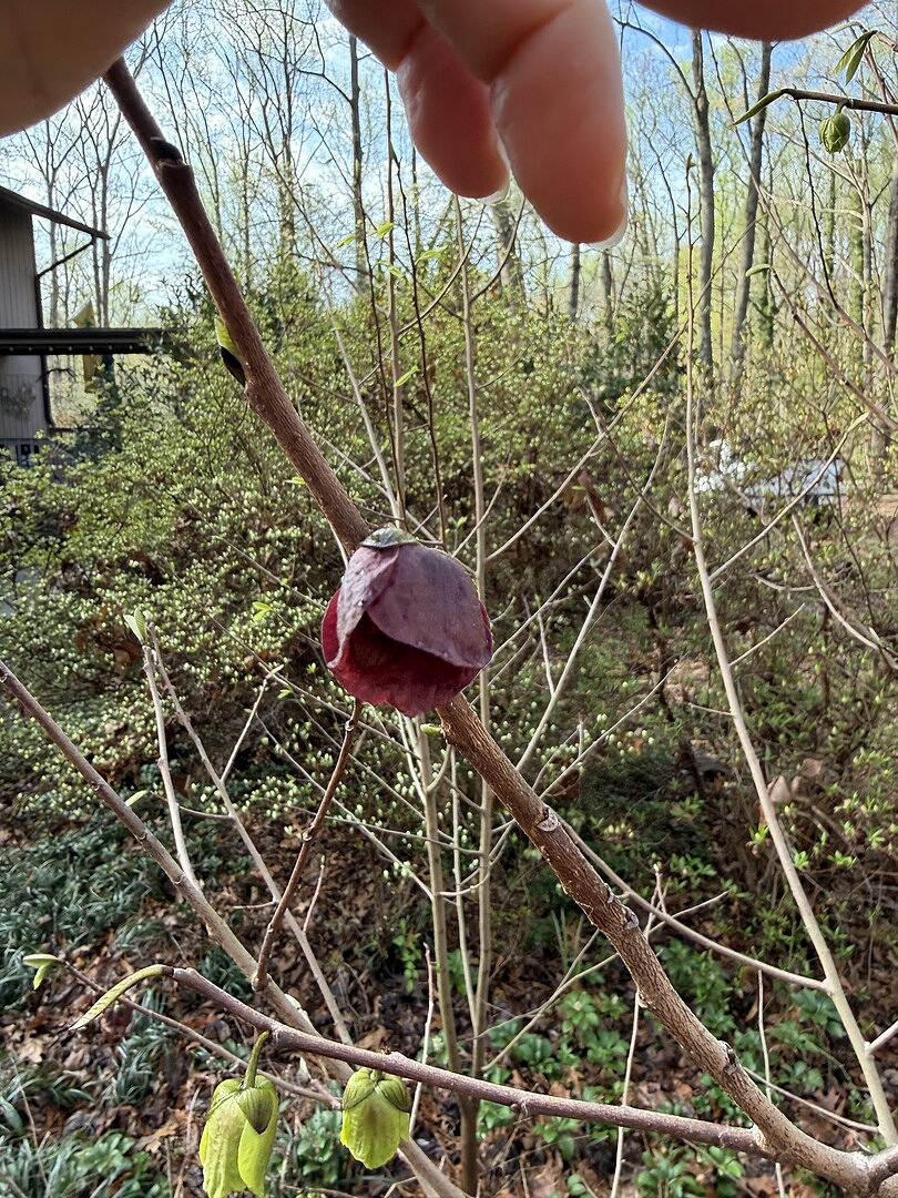 Paw paw fruit…yay!