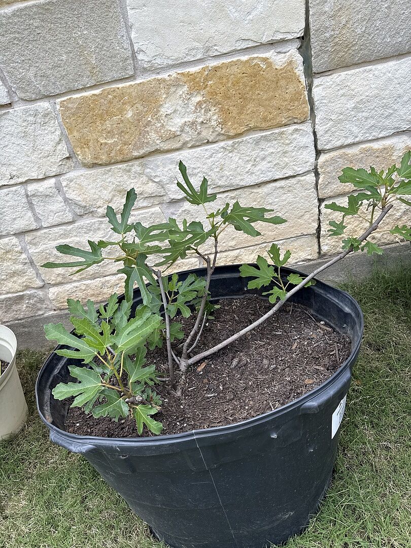 So far it’s doing okay!