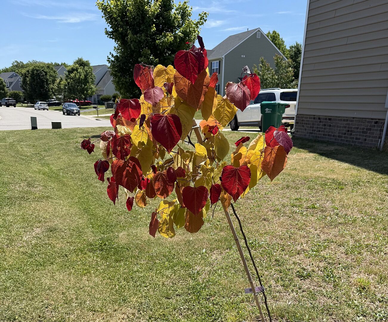 Beautiful healthy tree