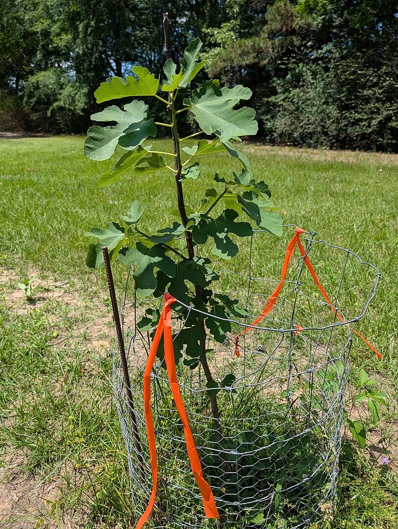 My Little fig bush