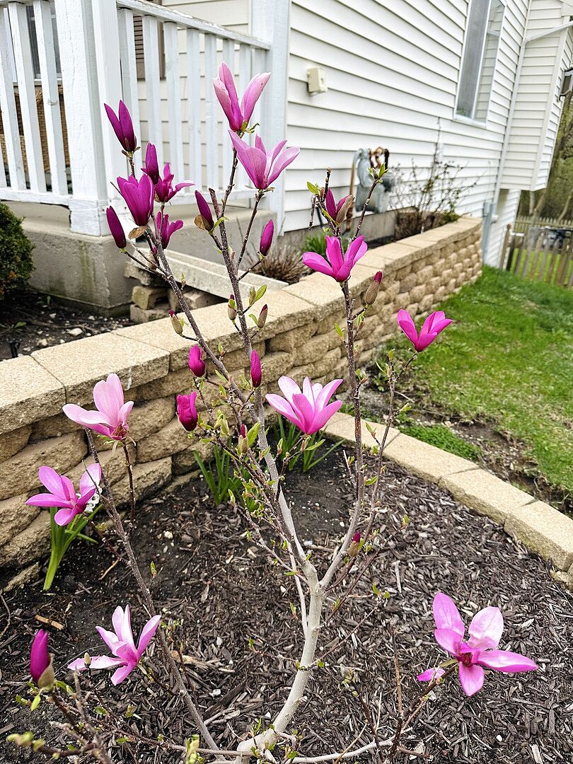 Beautiful tree!