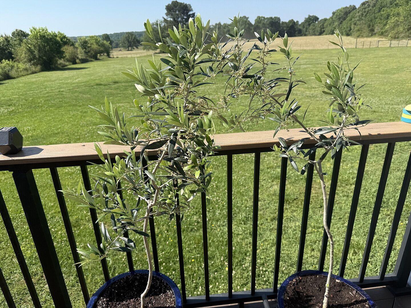 Alabama Olive Trees!
